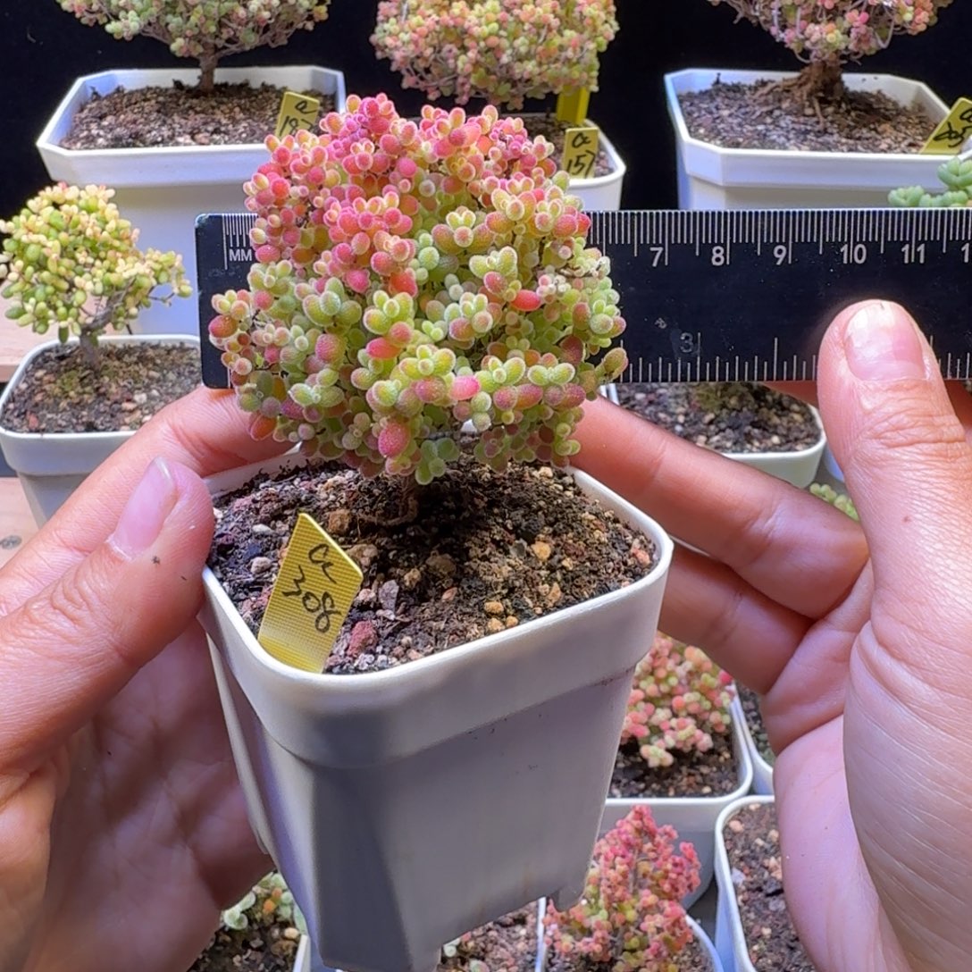 a308号蜜橘冠服6厘米左右