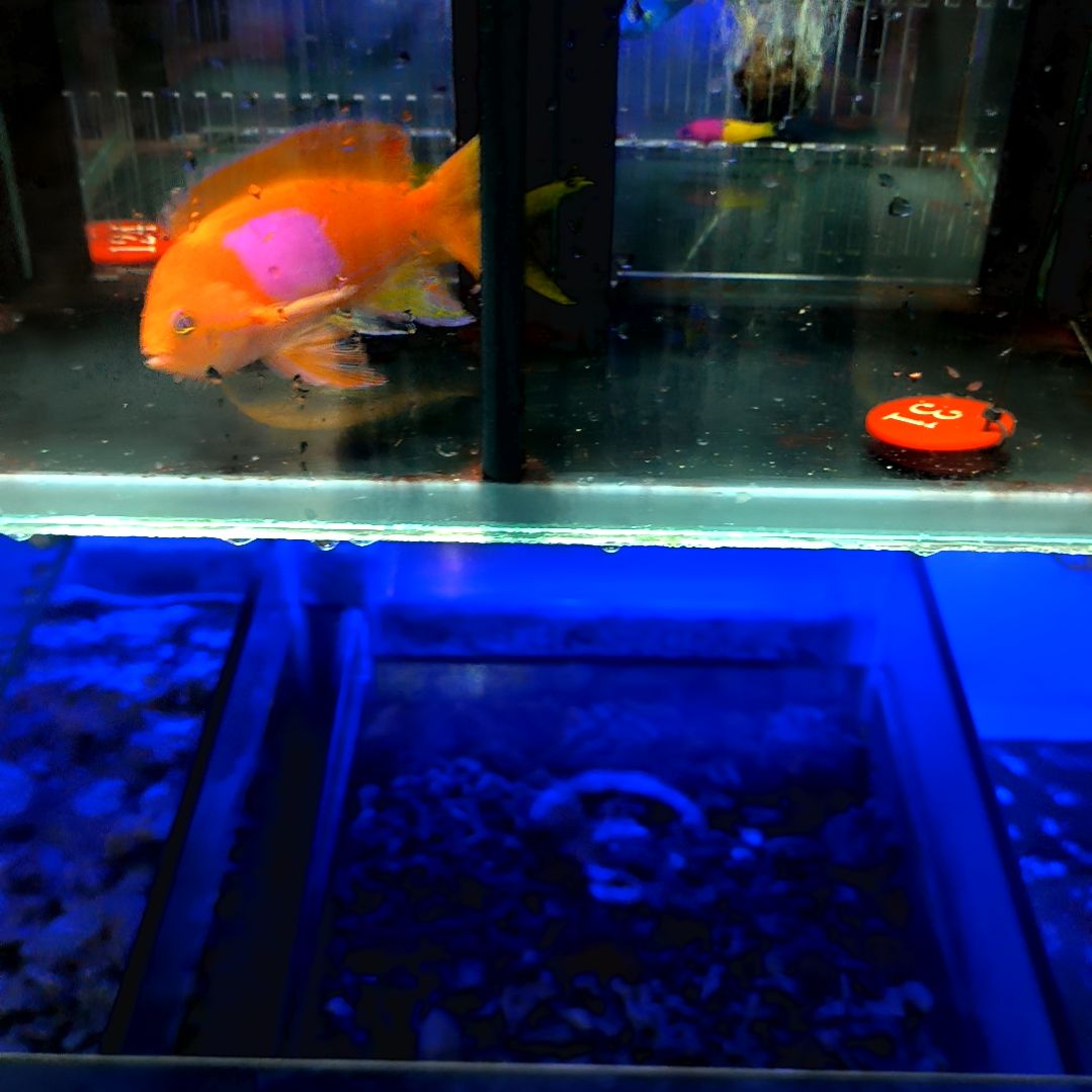 海水鱼紫印对装5-52-31