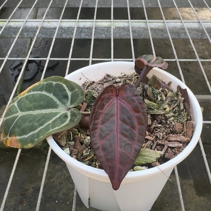 完全开放9号绝绝紫