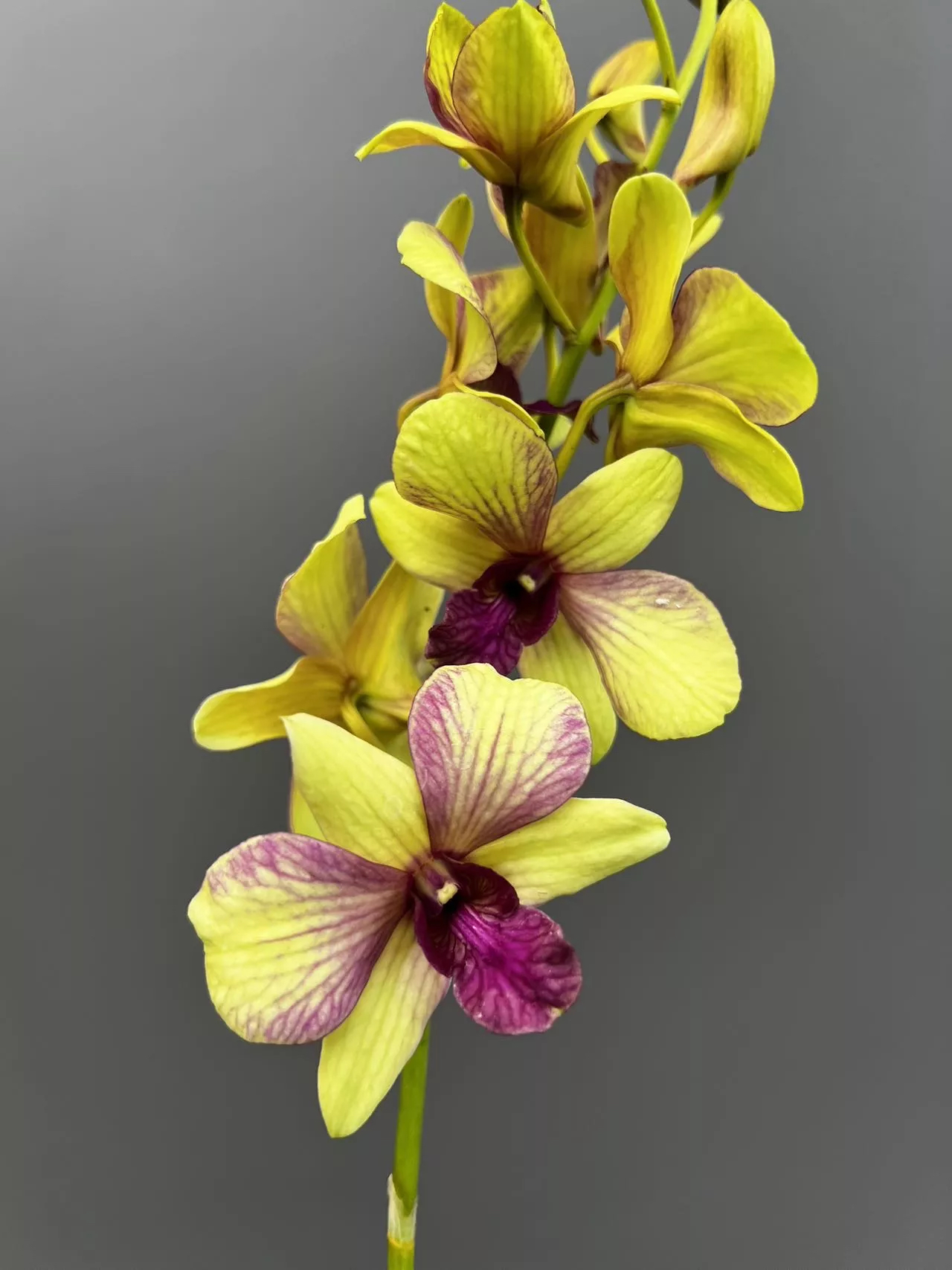 戴安娜【秋石斛】黄色（5度以下拍保温棉，不拍冻死冻伤不售后）