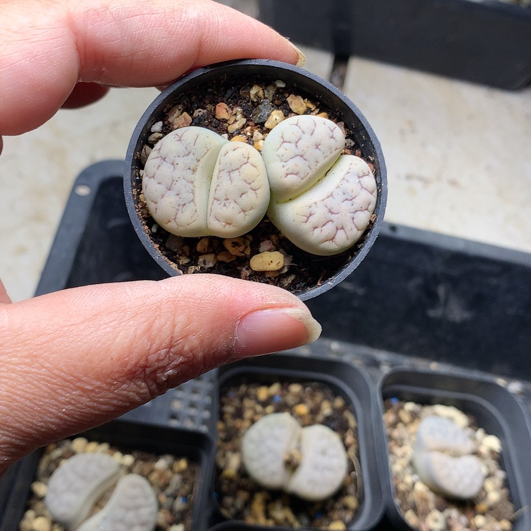 新**选G313多肉植物保护