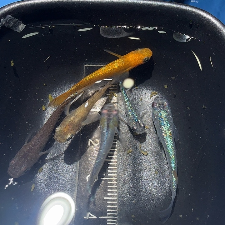 青鳉鱼38号拍品混搭