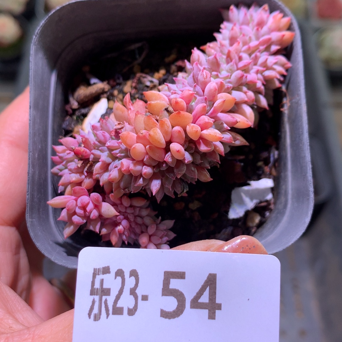 乐然23-54 莱恩小精灵缀化