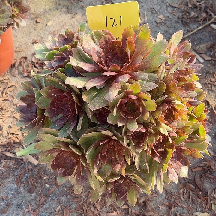 121一颗红丝绒法师