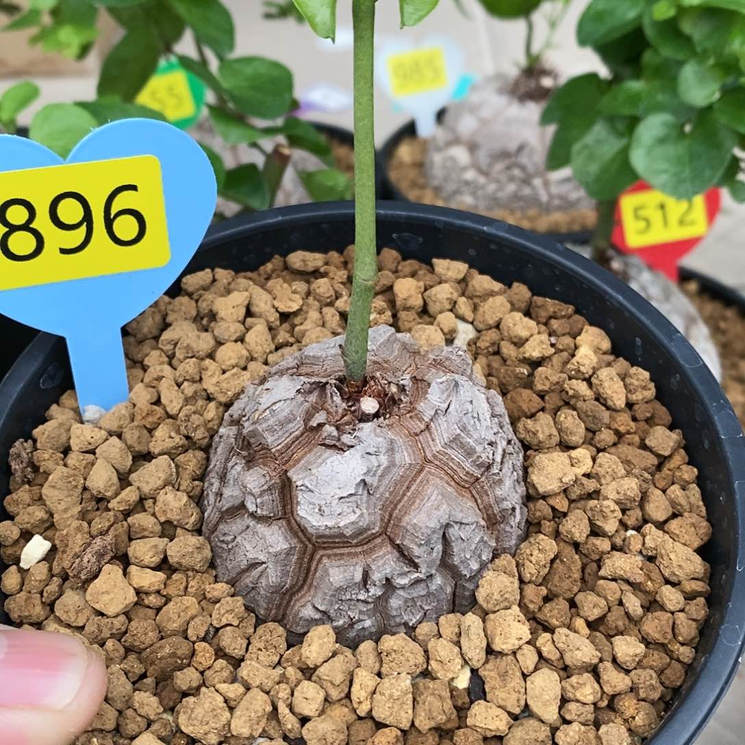 南非龟甲龙龟甲龙