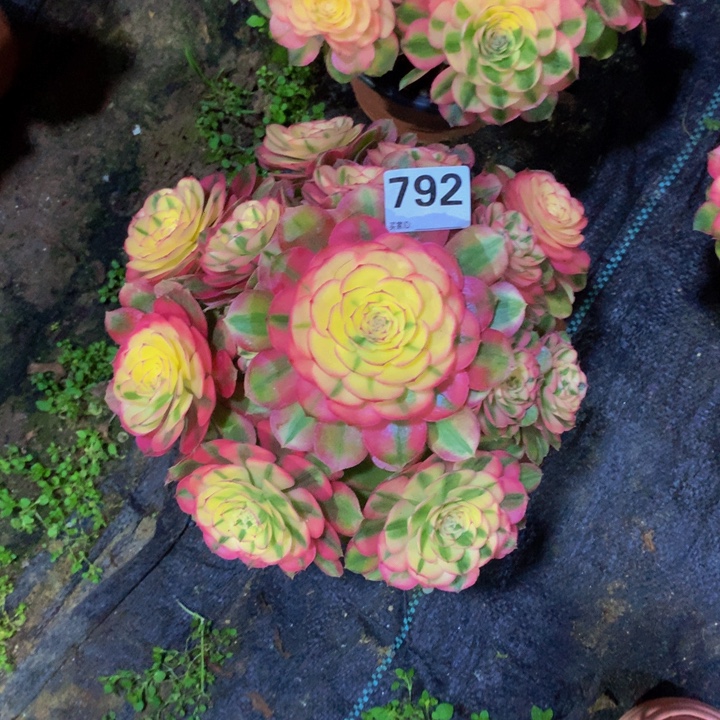 晓***玲无花朵荔枝7920000000 