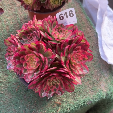 616倾城朵朵多肉，