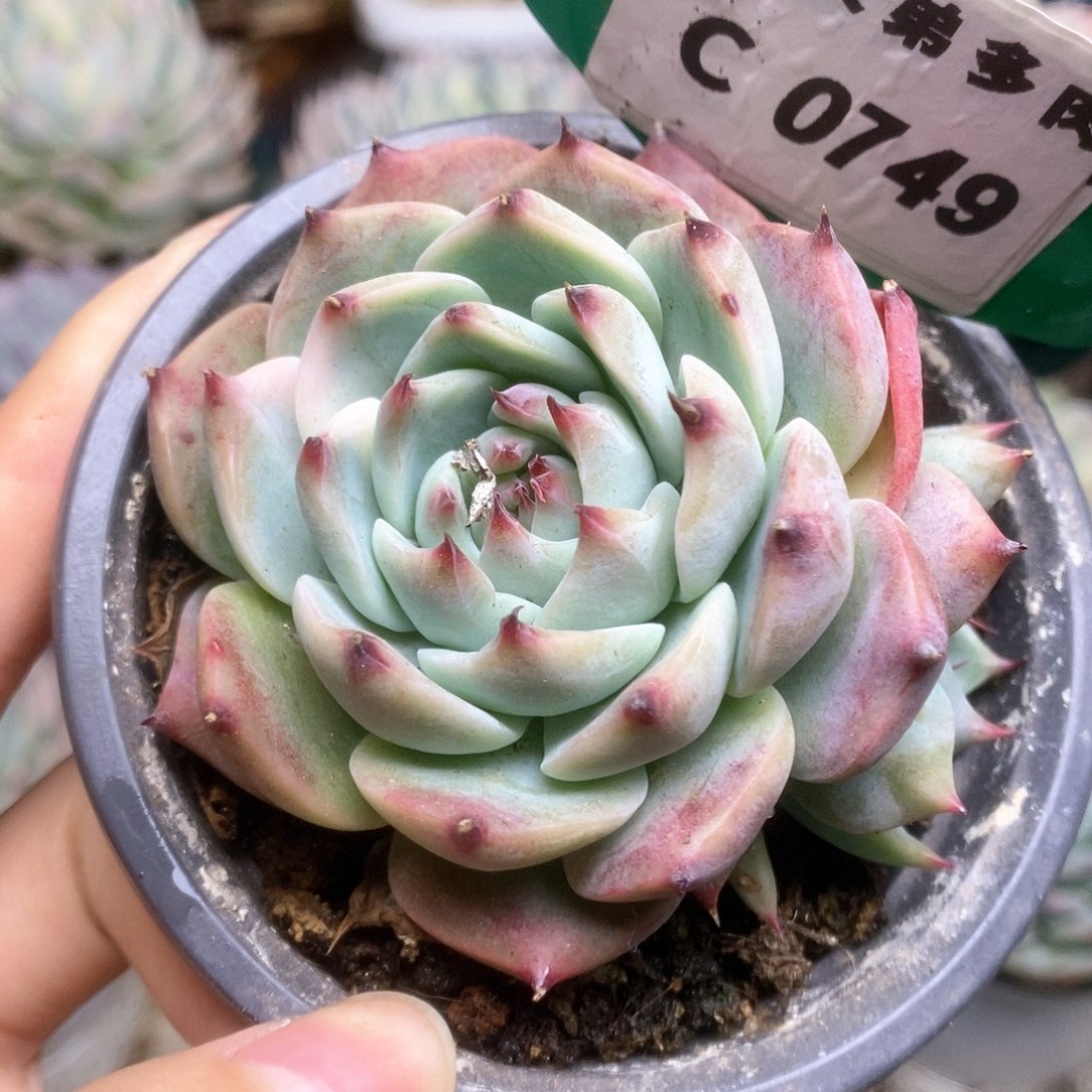 749锦锦锦锦锦锦锦