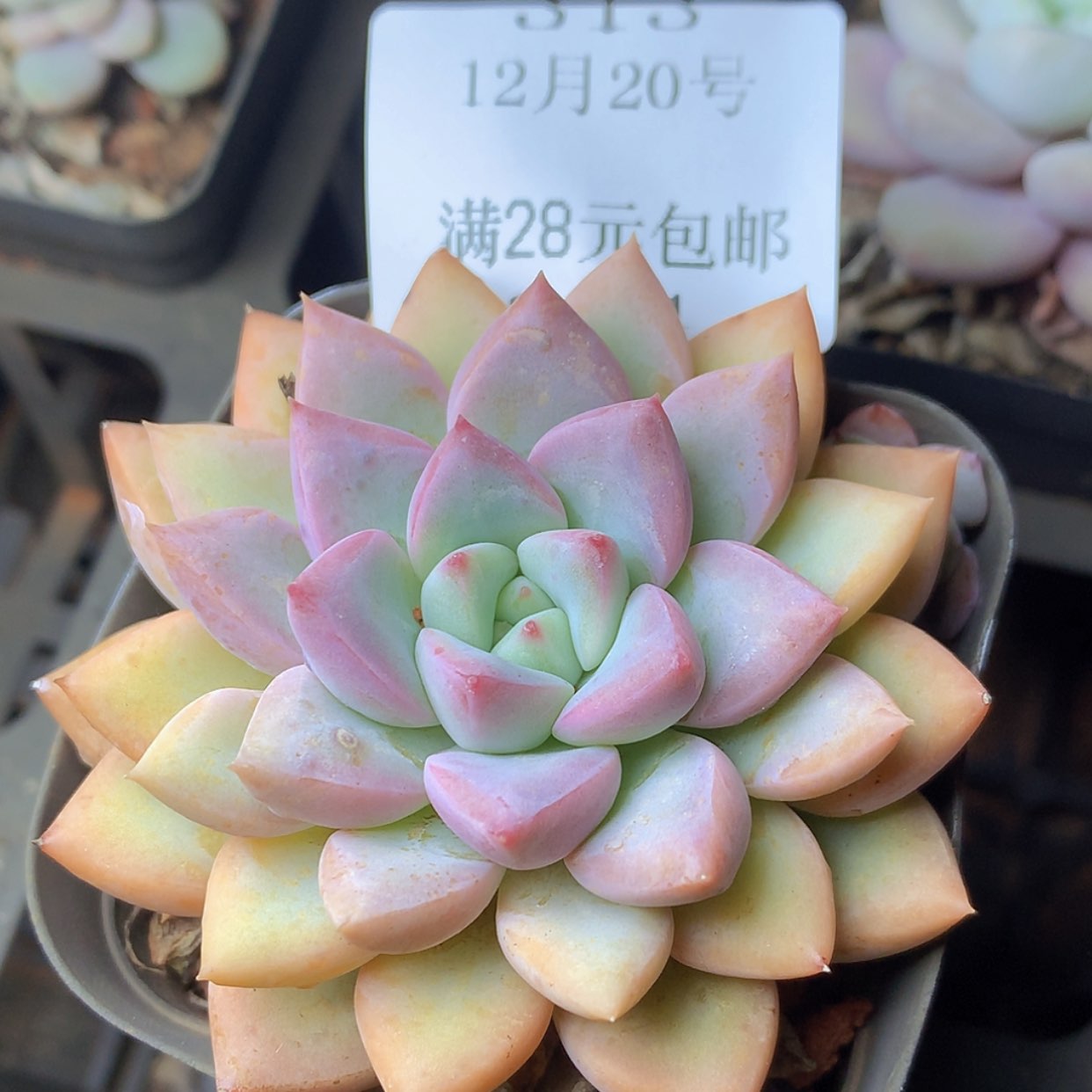 【闪购商品】云314