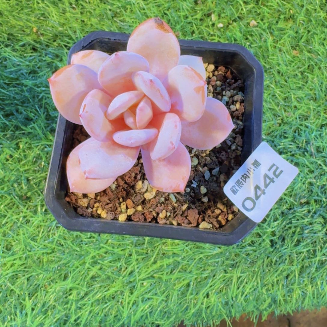 多肉植物奶茶单头0442