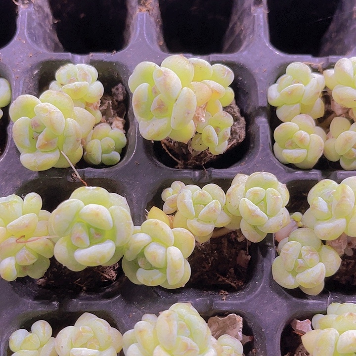 精品阳光玫瑰多肉植物