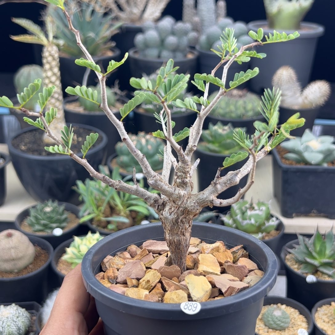 沙漠苏木实生一物一拍