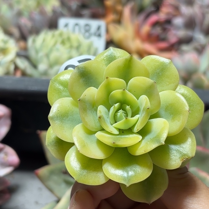 雪域蓝巴黎锦多肉植物满18包邮