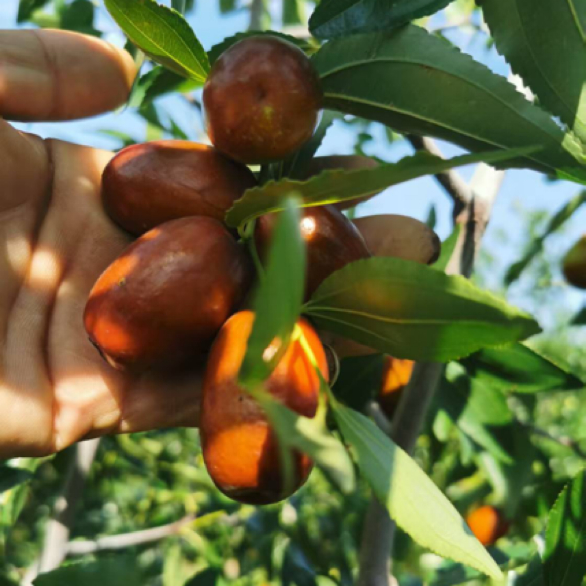 芽变特甜脆枣、裸根70定杆、（光杆2公分）