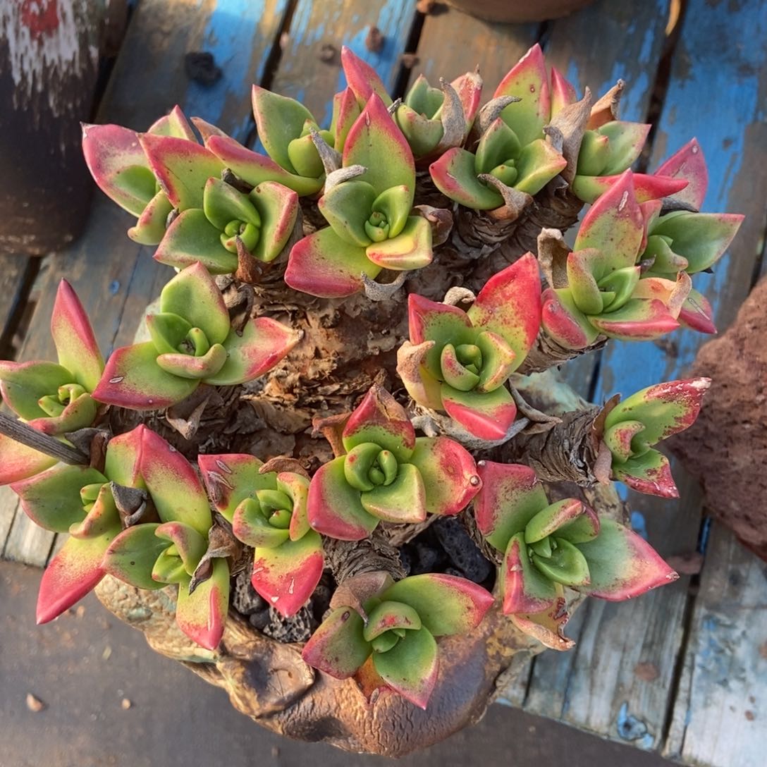 奥***1帕么瑞啦啦啦啦啦啦