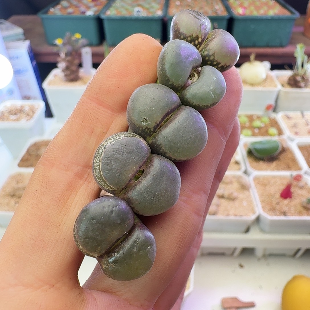 多肉植物福利宽翻窗选拔紫罗兰风铃351