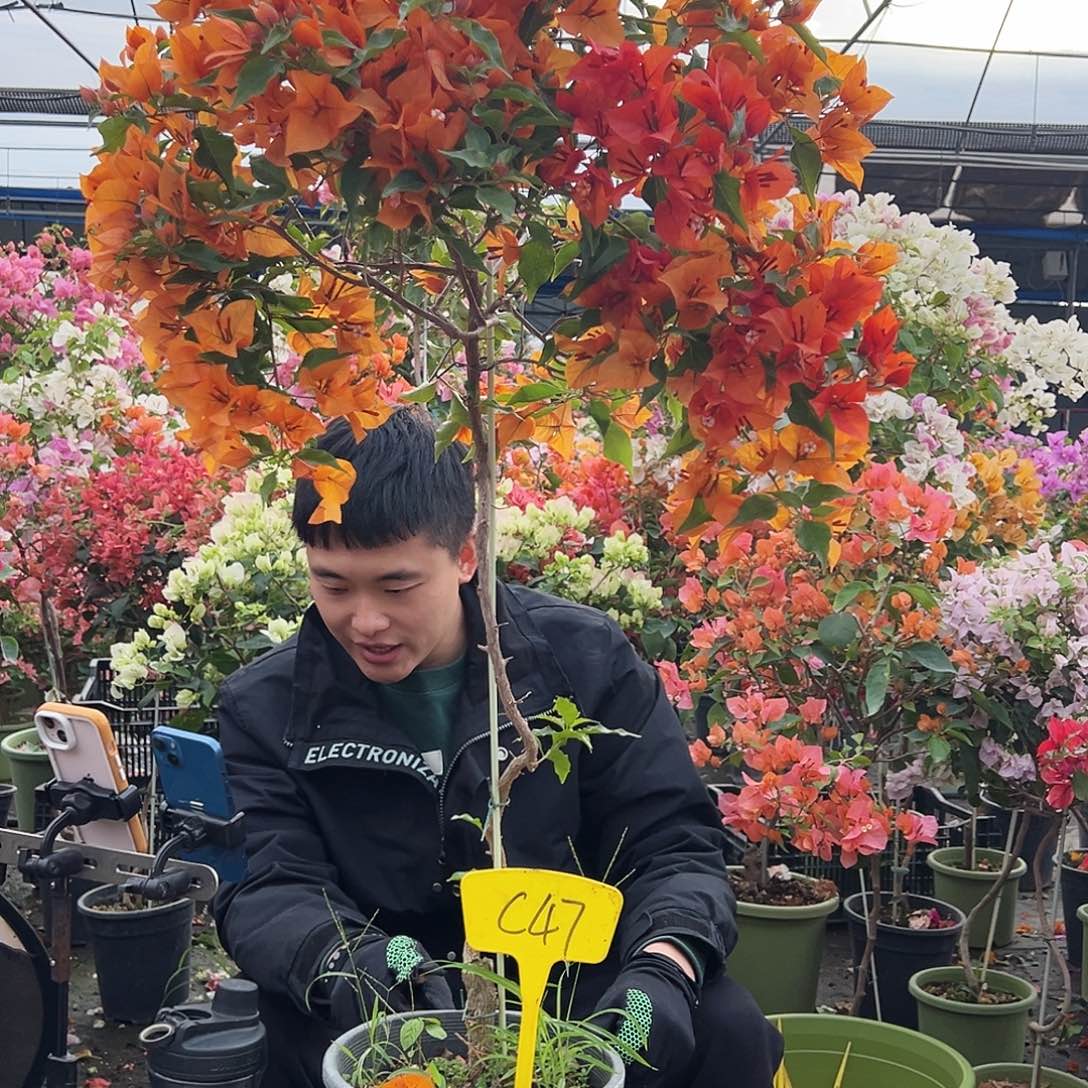 天***空大部分花苞少量开放C47桑巴