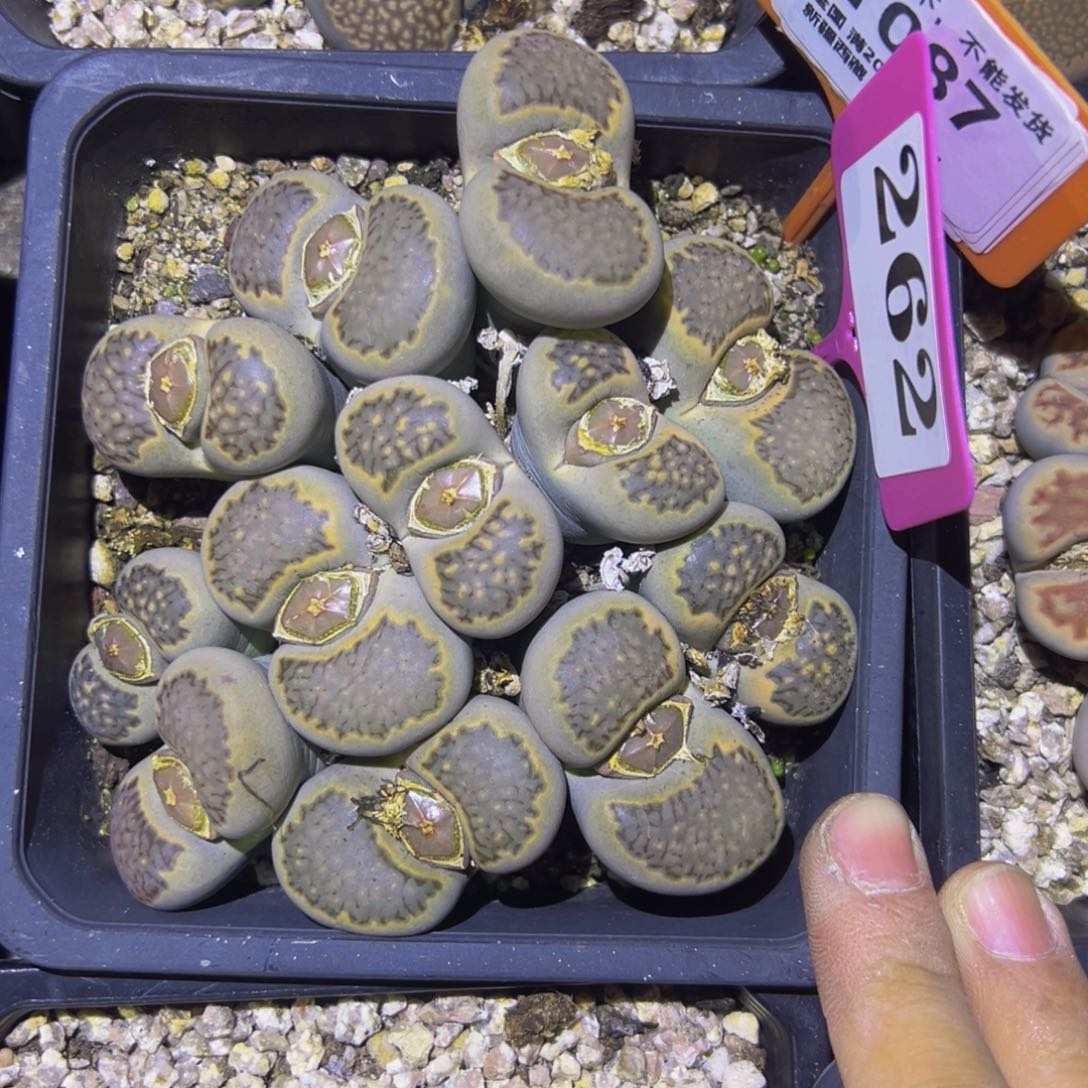 087 一物一拍，默认有伤，介意勿拍，不退不换