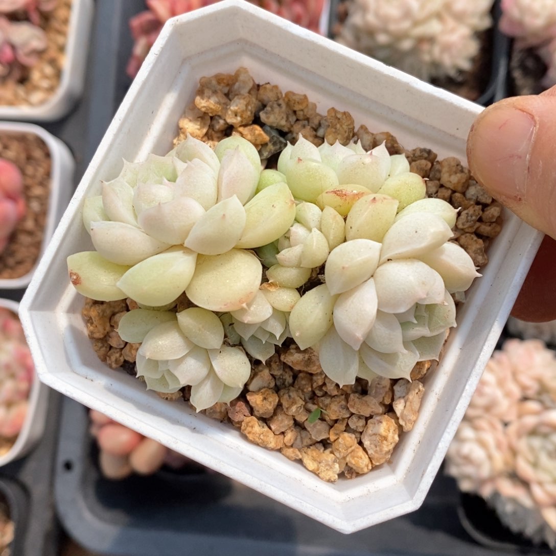 精品多肉一物一拍不包整39