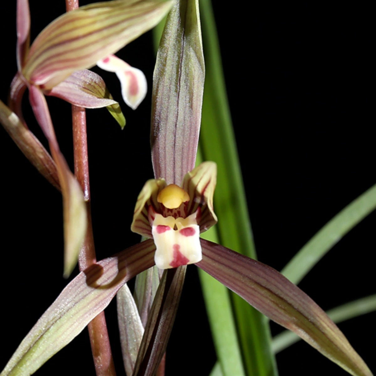 （春丽）春兰淡雅清香型兰花办公室绿植花卉盆栽好养活客厅庭院室内