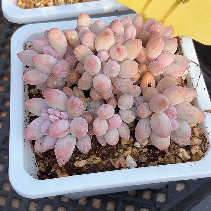 多肉去手指19多肉