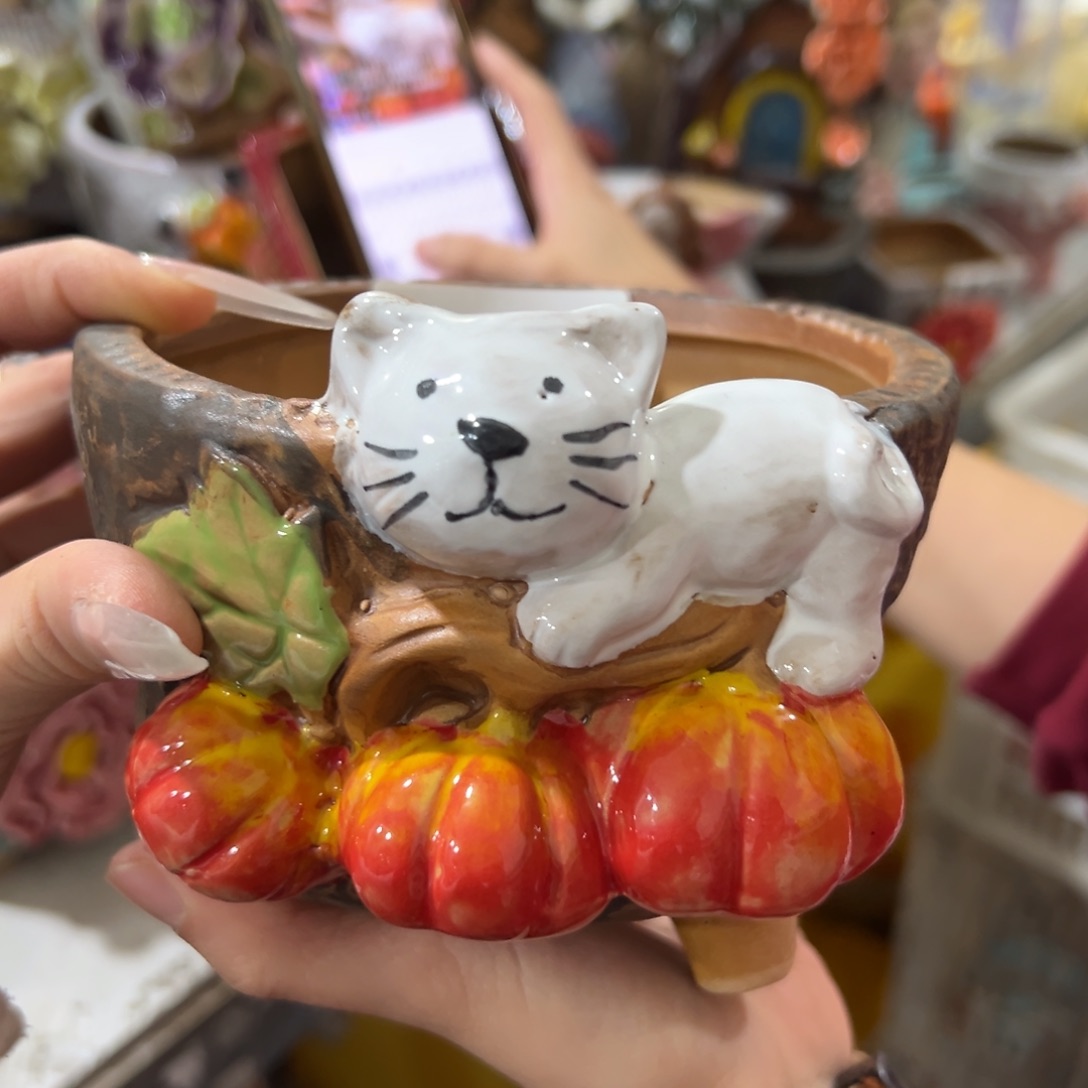 多肉花盆爱退拉黑满20发