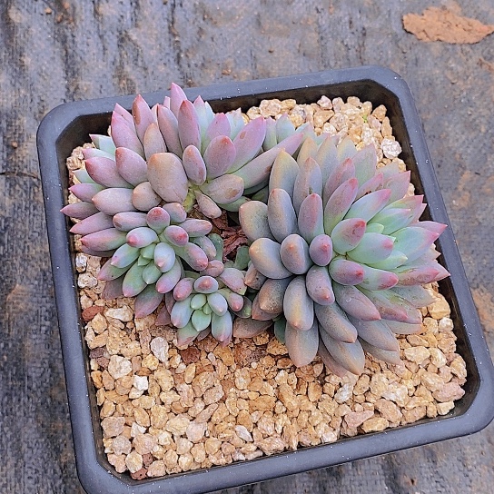 无花朵一****生蓝精灵