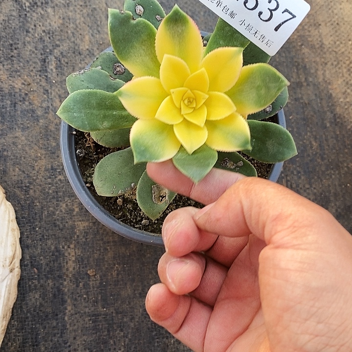 沉****2337艳日辉多肉不包邮