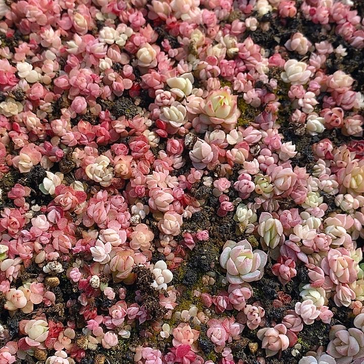 30 多肉植物盆栽花卉植物