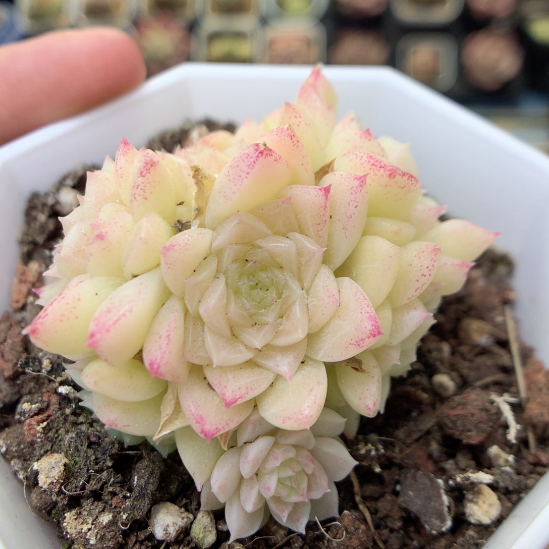 G53 ，20包邮两天凑单偏远地区不发货