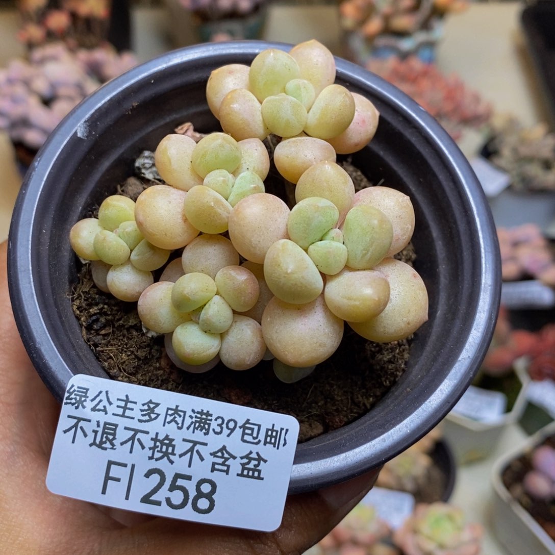 258萤火虫多肉6c m