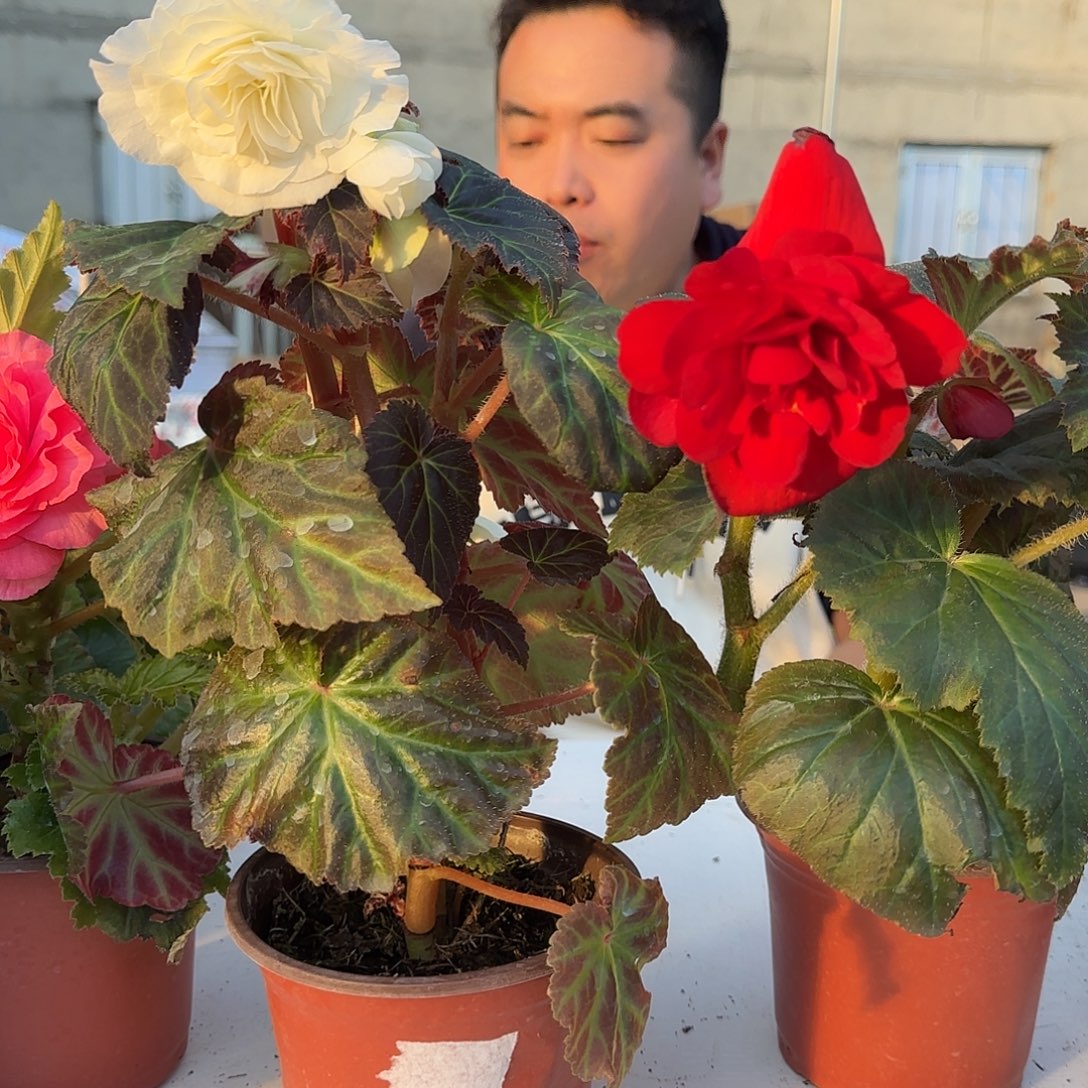 夫妻白色➕红，掉花折叶正常介意勿拍，不拍保温冻死不售后