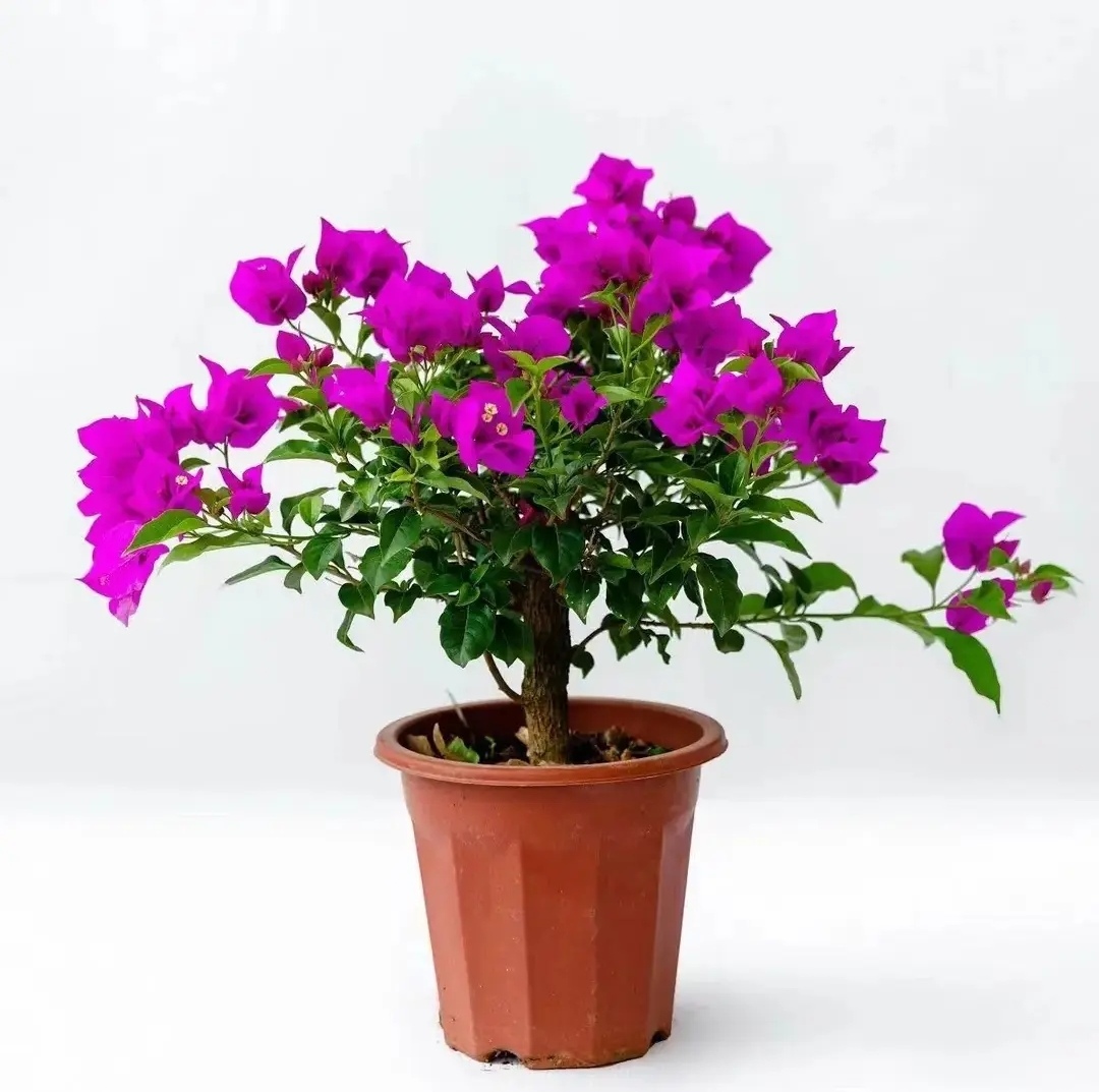 【带花发货】树苗爬藤勤花植物四季开花盆栽庭院观花阳台带花苞