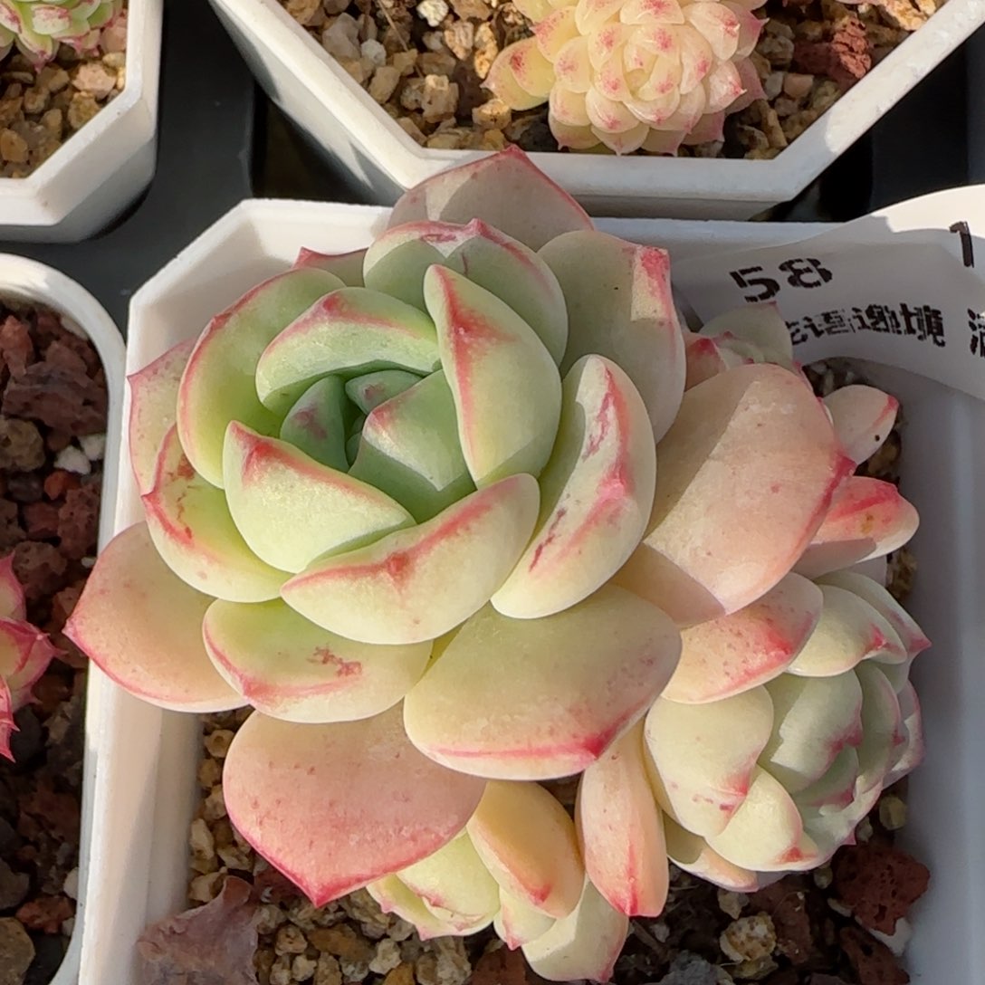 花语逸境0117-58香草