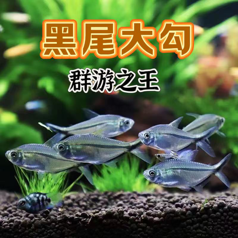 黑尾大勾热带观赏鱼鱼缸群游之王淡水活体发货