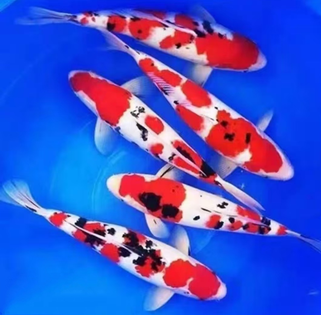 1号链接，锦鲤观赏鱼好养易活包邮包开箱冷水鱼