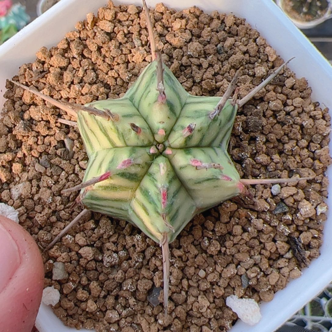 当前无花朵，栽培后可花朵