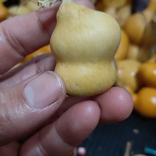 老***一葫芦哈哈哈哈哈哈哈哈