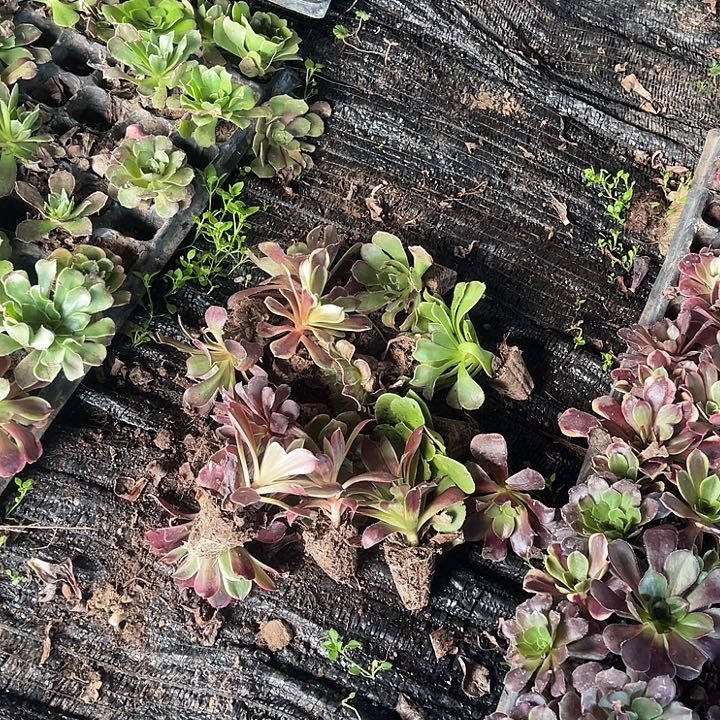 15棵玫瑰玫瑰玫瑰玫瑰