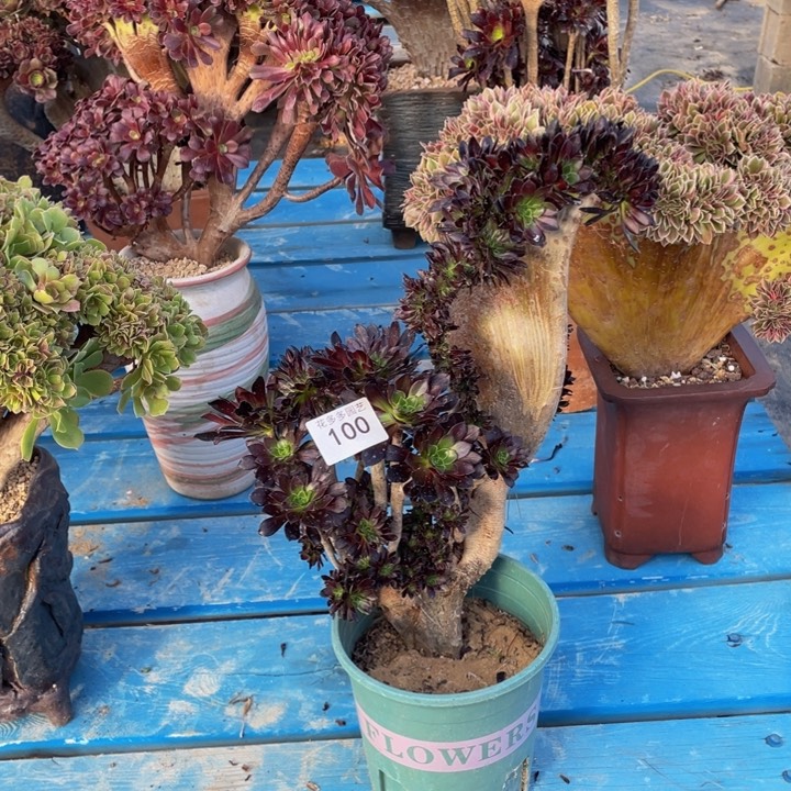 100号黑法师缀花有伤