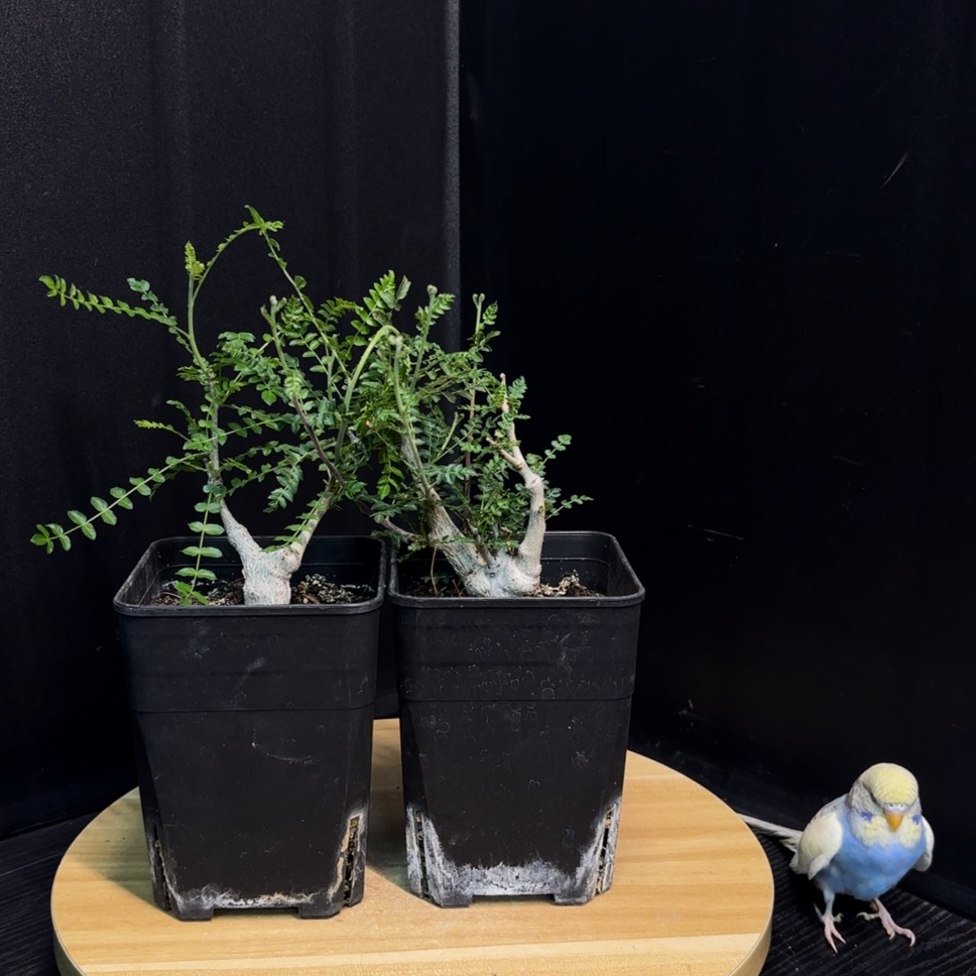 尼勒达乳香实生任挑