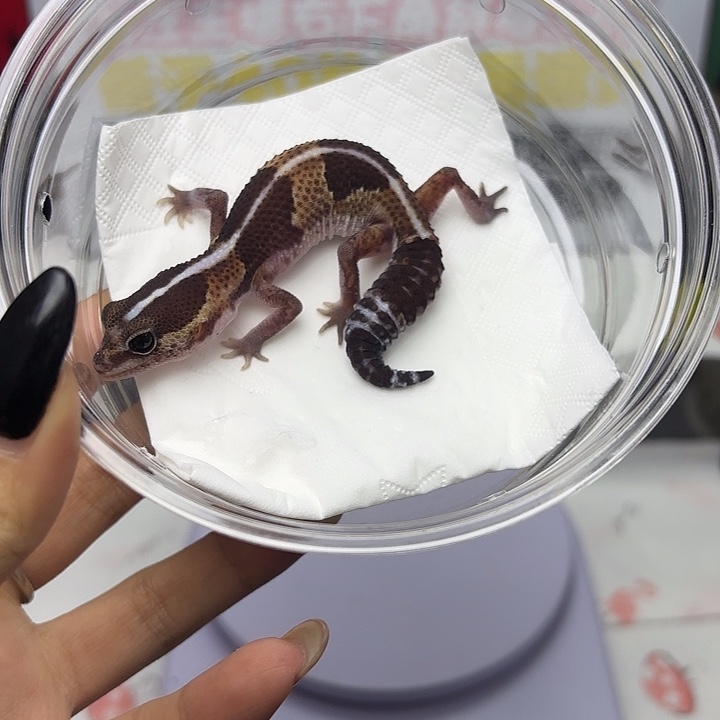 肥尾守宫原色h橘白 妹妹 V166