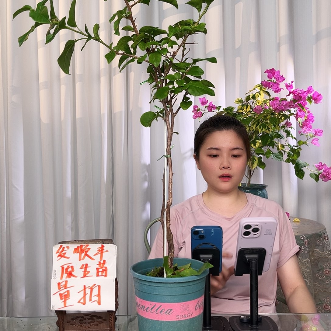 当前无花栽培后可以开花蓝天使带竹一颗