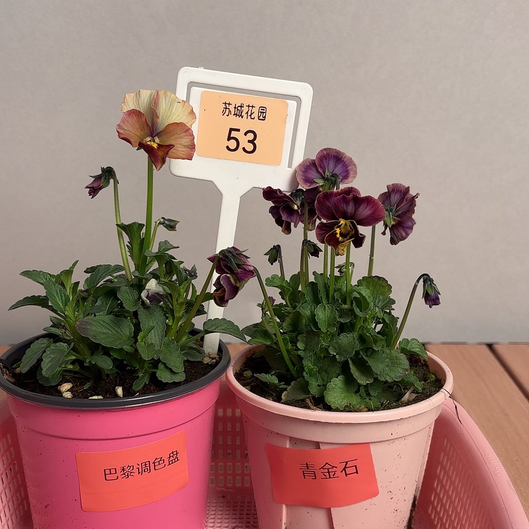 大部分开放少量花苞53