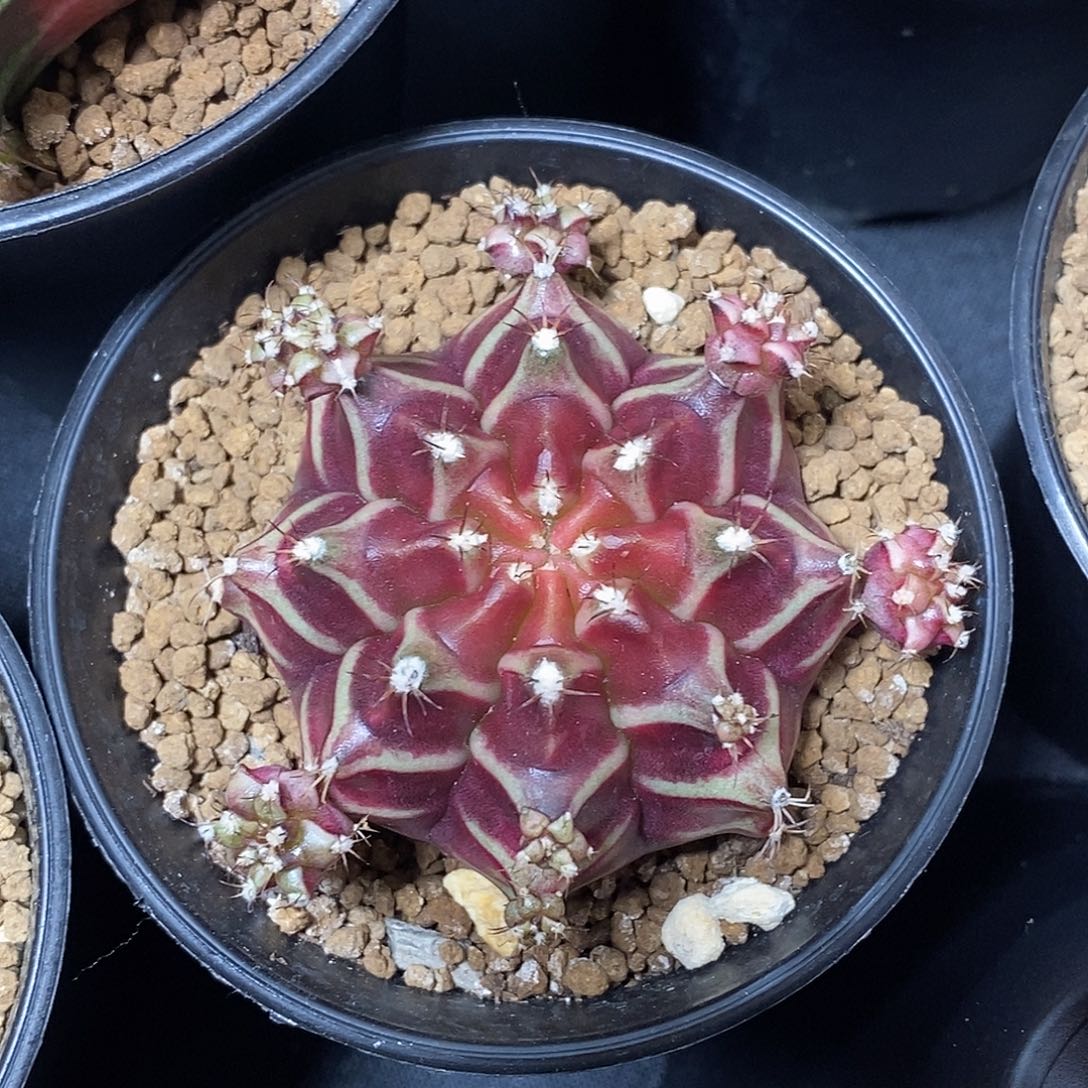 仙人球belove侧芽003