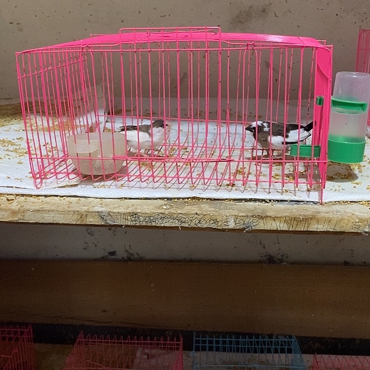 珍珠鸟修**车十姐妹两只，包活到家