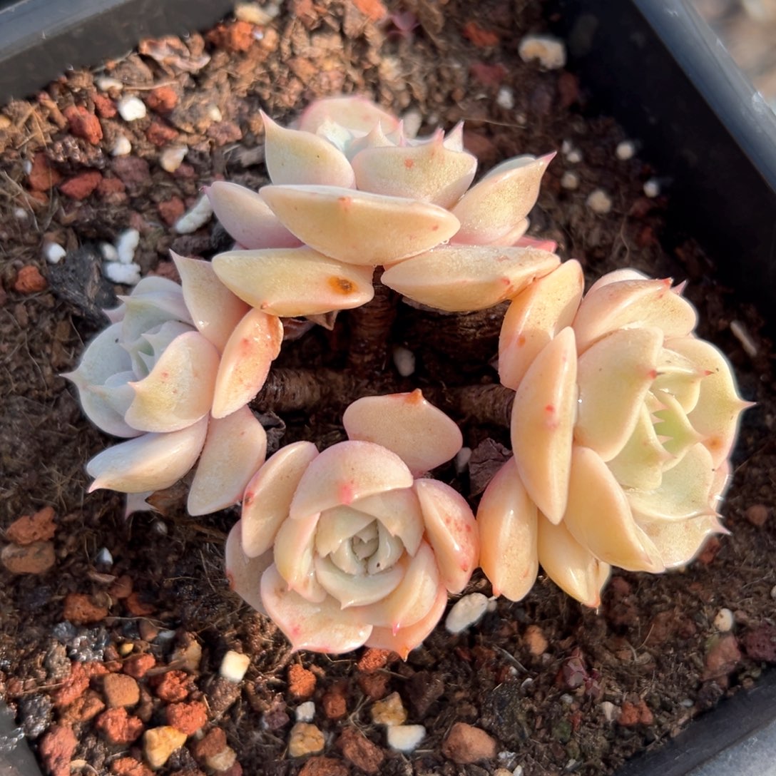 露娜莲（满38包邮）多肉