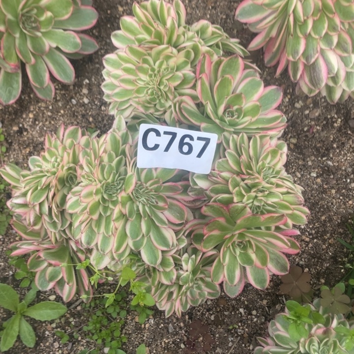 荔枝缀767多肉植物