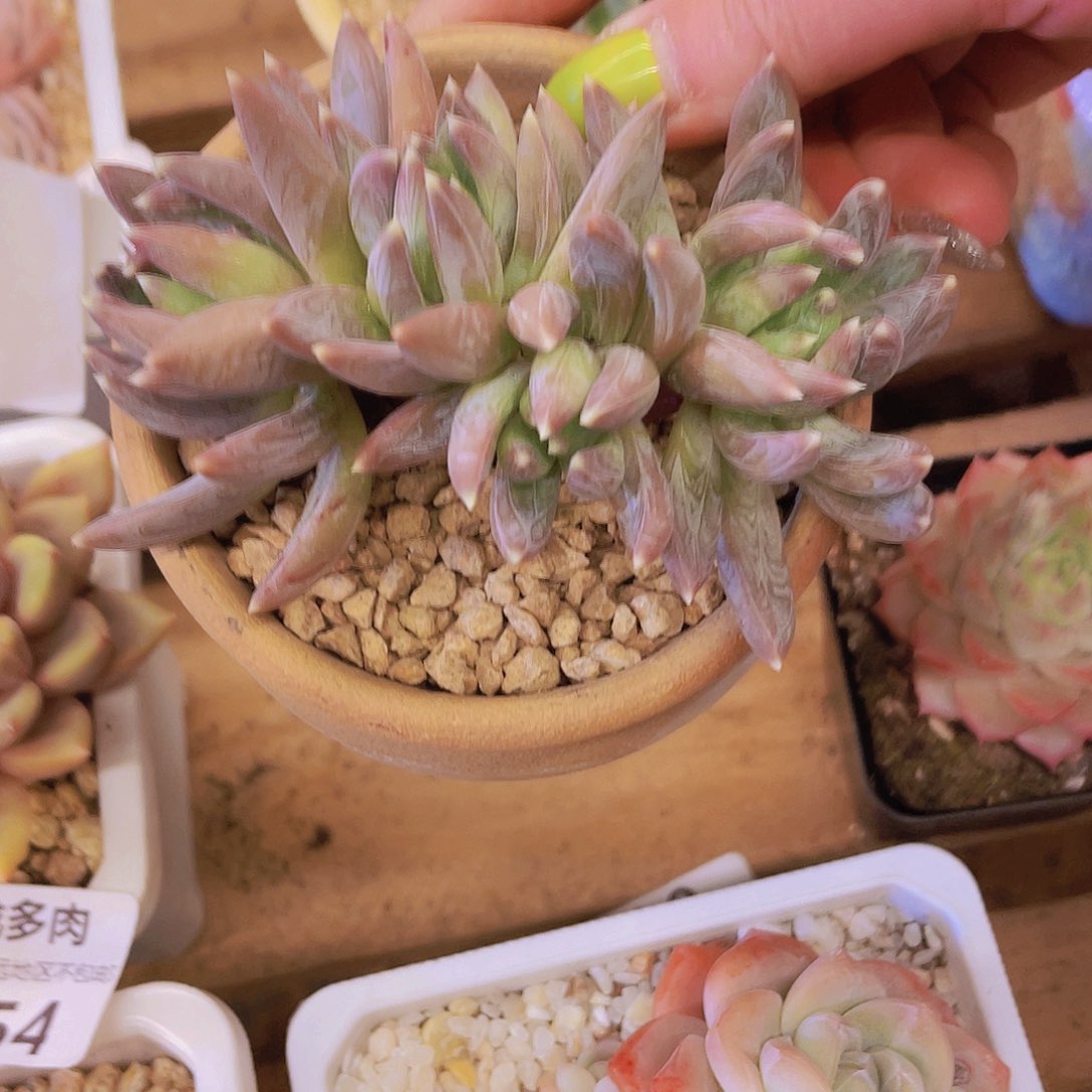 炫彩星～4头朵朵～怎么就