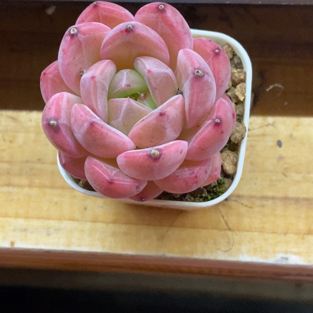 精品多肉一物拍不包整68